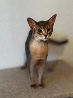 Abessijn kater, Kater, Gechipt, 0 tot 2 jaar