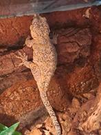 Rhacodactylus Auriculatus (Gargoyle gecko vrouw, Hagedis, Tam, 3 tot 6 jaar