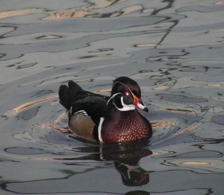 Carolina-eend | Jong en volwassen | Siereenden, Dieren en Toebehoren, Pluimvee, Eend, Meerdere dieren