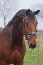 Grote ruin met hart van goud, Dieren en Toebehoren