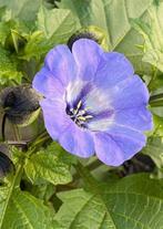 Zaden Nicandra physalodes 'Black Spot' (zegekruid), Ophalen of Verzenden, Zaad