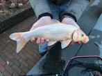 Albino kooikarper 47cm, Karper of Koi