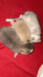 Britse korthaar kittens, Dieren en Toebehoren, Kater, Ontwormd, 0 tot 2 jaar
