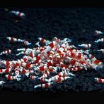 Caridina Crystal red garnalen | Aquarium garnalen, Kreeft, Krab of Garnaal, Zoetwatervis, Schoolvis