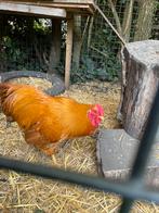 Prachtige wyandotte kriel haan., Dieren en Toebehoren, Pluimvee, Mannelijk, Kip