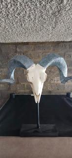Ram schedel, Ophalen of Verzenden, Zo goed als nieuw, Glas of Kopje