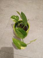 Scindapsus Jade Satin Variegata plant, Huis en Inrichting, Kamerplanten, Ophalen, Halfschaduw, Minder dan 100 cm