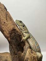 Jong koppel Parelhagedis, Dieren en Toebehoren, Ophalen of Verzenden