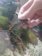 L104 clown pleco, Vis