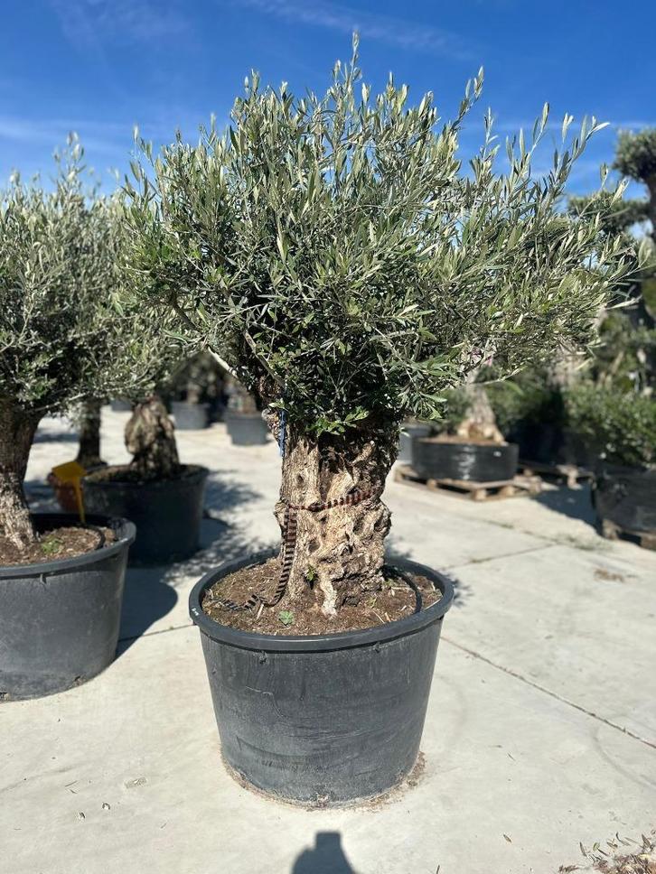 Olea europaea bonsai C180 200cm hoogte, Tuin en Terras, Planten | Bomen, Olijfboom, 100 tot 250 cm, Volle zon, Ophalen