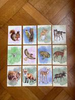Aquareldieren kinderkamer bosdieren - set van 12 x A6, Olphy, Info@olphy.nl, Nieuw, Ophalen of Verzenden