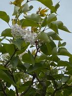 Sering op stam 220 cm witte bloemen, Tuin en Terras, Planten | Bomen, In pot, 250 tot 400 cm, Ophalen of Verzenden, Bolboom