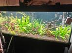 Juwel rio 240, Dieren en Toebehoren, Vissen | Aquaria en Toebehoren, Ophalen, Gebruikt, Leeg aquarium