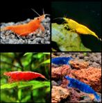 Weer Neocaridina blauwe en gele garnalen beschikbaar!, Dieren en Toebehoren, Vissen | Aquariumvissen, Kreeft, Krab of Garnaal