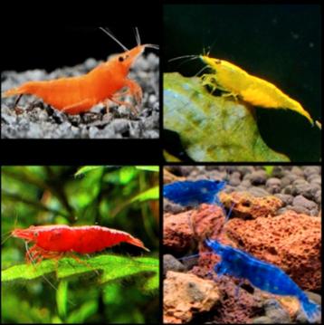 Weer Neocaridina blauwe en gele garnalen beschikbaar! beschikbaar voor biedingen