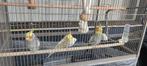 3 valkparkieten + kooi te koop, Dieren en Toebehoren, Meerdere dieren, Parkiet, Geringd