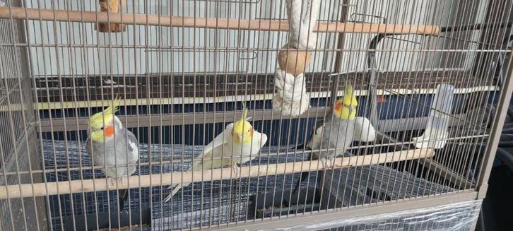 3 valkparkieten + kooi te koop, Dieren en Toebehoren, Vogels | Parkieten en Papegaaien, Parkiet, Meerdere dieren, Tam, Geringd