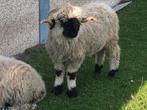 Walliser schwarznase ram, Mannelijk, Schaap