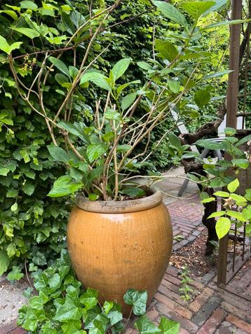 Tuinpot hortensia in de stijl van een Provençaalse honingpot beschikbaar voor biedingen
