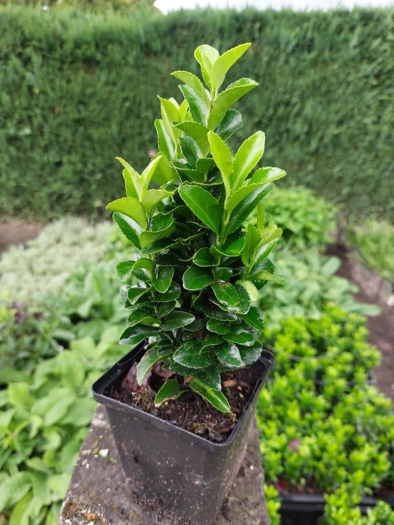 Euonymus Green Spire, Ophalen, Overige soorten, Volle zon