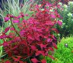 Ludwigia sp. mini super red, Dieren en Toebehoren, Vissen | Aquariumvissen, Vis
