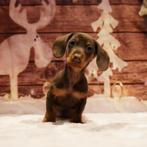 Leuke dwerg teckel pups, Dieren en Toebehoren, Honden | Teckels en Dashonden, CDV (hondenziekte), 8 tot 15 weken, Korthaar, Dwerg