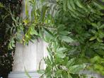 Tamme kastanje 220 cm. 5 jaar oud., Tuin en Terras, Planten | Bomen, Ophalen, Overige soorten, 100 tot 250 cm
