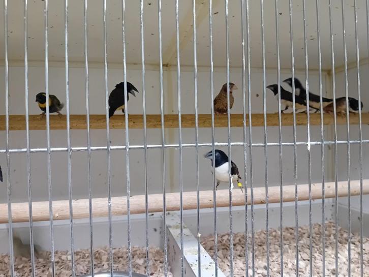 Diverse leuke tropen, Dieren en Toebehoren, Vogels | Overige Vogels, Tropenvogel, Meerdere dieren, Geringd