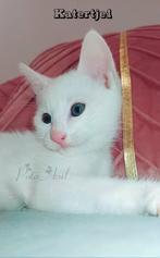 Blauwe & Witte rus kittens met stamboom, Dieren en Toebehoren, Meerdere dieren, Gechipt, 0 tot 2 jaar