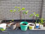 Vijgenboom  per stuk, Tuin en Terras, Planten | Fruitbomen, Ophalen of Verzenden, 100 tot 250 cm, Vijgenboom, Lente