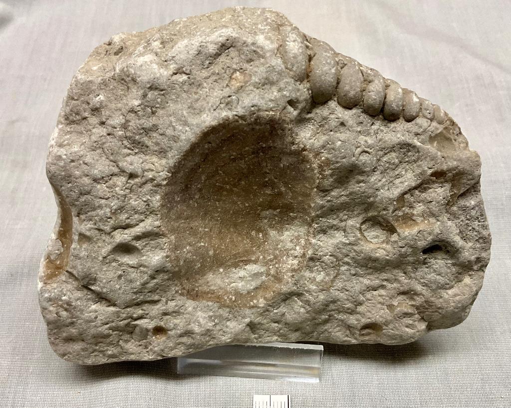 Siluur, Gotland, Ilionia en Loxonema, Verzamelen, Mineralen en Fossielen, Fossiel, Ophalen of Verzenden