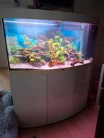 Juwel vision 260 aquarium met axolotls!, Dieren en Toebehoren, Vissen | Aquaria en Toebehoren, Ophalen, Gebruikt, Gevuld zoetwateraquarium