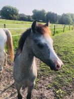 *Evergreens Starlington* Knappe 1 jarige Welsh B hengst., Dieren en Toebehoren, Pony's, Gechipt, 0 tot 2 jaar, Hengst, C pony (1.27m tot 1.37m)