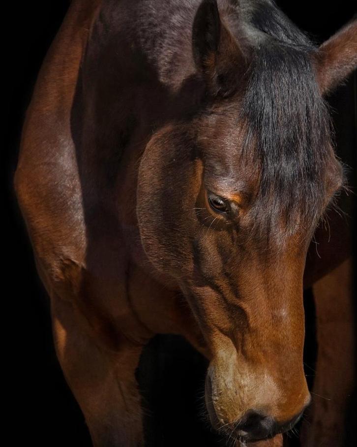 Leaser gezocht, Dieren en Toebehoren, Paarden en Pony's | Verzorgingsproducten, Nieuw, Ophalen