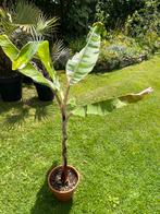 Musa Florida - Bonte Bananenplant, Overige soorten, In pot, Minder dan 100 cm, Groene kamerplant