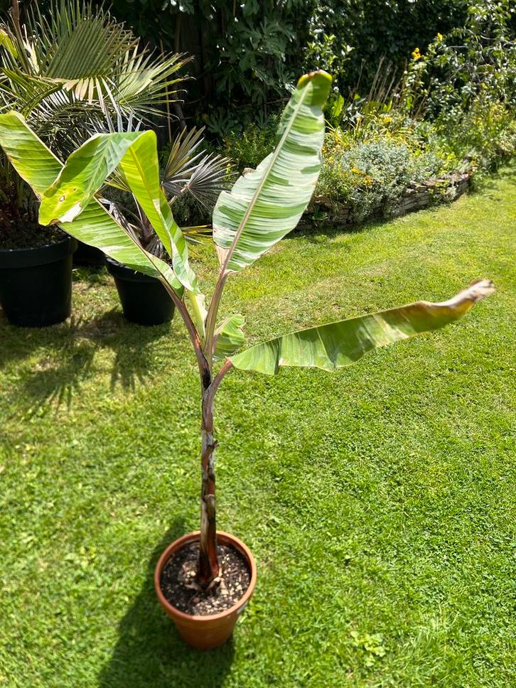 Musa Florida - Bonte Bananenplant, Huis en Inrichting, Kamerplanten, Overige soorten, Minder dan 100 cm, Groene kamerplant, Halfschaduw