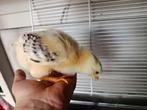 8 sussex kuikens te koop, Geslacht onbekend, Kip