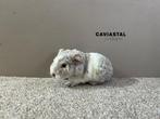Us teddy beertje, Dieren en Toebehoren, Cavia, Mannelijk, Januari, Tam