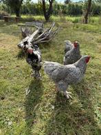 Huisjes gezocht voor deze hanen, Dieren en Toebehoren, Pluimvee, Mannelijk, Kip