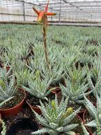 VETPLANT Aloe Hummillis in de 8,5 cm pot., Vetplant, Ophalen of Verzenden, In pot, Minder dan 100 cm