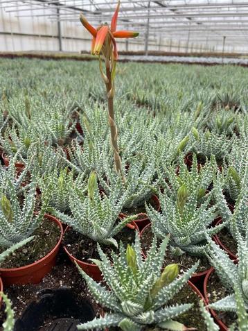 VETPLANT Aloe Hummillis in de 8,5 cm pot. beschikbaar voor biedingen