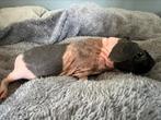 Lief tam skinny cavia zeugje, Dieren en Toebehoren, Knaagdieren, Cavia, Juni, Vrouwelijk, Tam