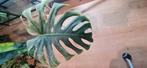 Monstera mint, Ophalen of Verzenden, Halfschaduw, Minder dan 100 cm