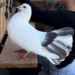 Pauwstaart jongen te koop, Dieren en Toebehoren, Vogels | Duiven, Meerdere dieren, Overige soorten