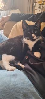 Katertje zwart wit, Dieren en Toebehoren, Katten en Kittens | Overige Katten, Kater, Kortharig, 0 tot 2 jaar