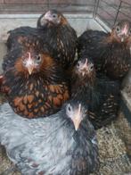 Cochin kriel hennetjes, Dieren en Toebehoren, Pluimvee, Vrouwelijk, Kip