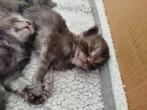Maine coon kittens, Dieren en Toebehoren, Katten en Kittens | Raskatten | Langhaar, Meerdere dieren, Gechipt, 0 tot 2 jaar