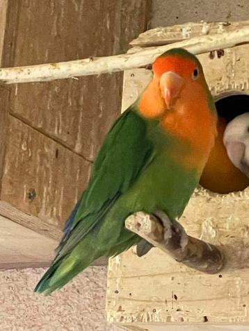 Agapornis Dwergpapegaai Fischerie Roseicolle Diverse Kleuren beschikbaar voor biedingen