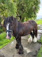 De allerliefste en braafste (kinder)pony, Ruin