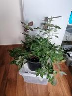 Ruellia Makoyana, Huis en Inrichting, Kamerplanten, Ophalen, Halfschaduw, Minder dan 100 cm